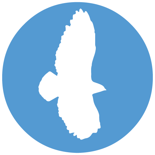 Accipitridae